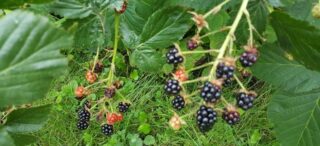 blackberries on vine