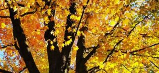 autumn foliage on tree