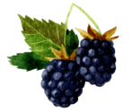 blackberries