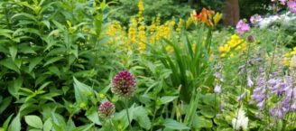 flower garden with various types and colors of flowers