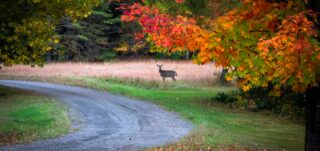 deer on side of road with fall foliage